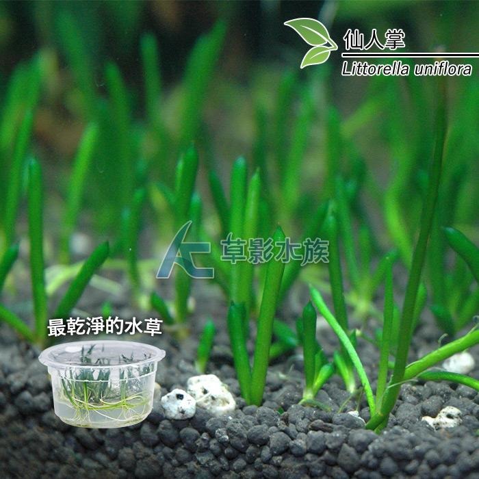【AC草影】仙人掌（組培盒裝）【一盒】組織栽培 魚缸水草 水生植物 真水草 水族箱造景 魚缸裝飾 玻璃箱水草-細節圖2