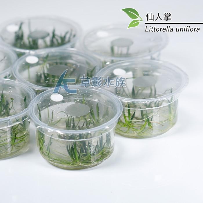 【AC草影】仙人掌（組培盒裝）【一盒】組織栽培 魚缸水草 水生植物 真水草 水族箱造景 魚缸裝飾 玻璃箱水草-細節圖3
