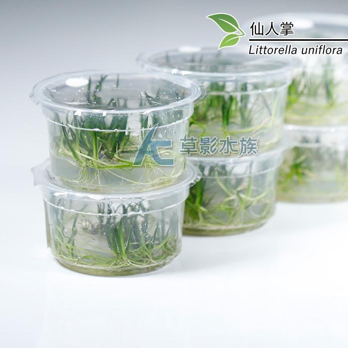 【AC草影】仙人掌（組培盒裝）【一盒】組織栽培 魚缸水草 水生植物 真水草 水族箱造景 魚缸裝飾 玻璃箱水草-細節圖4