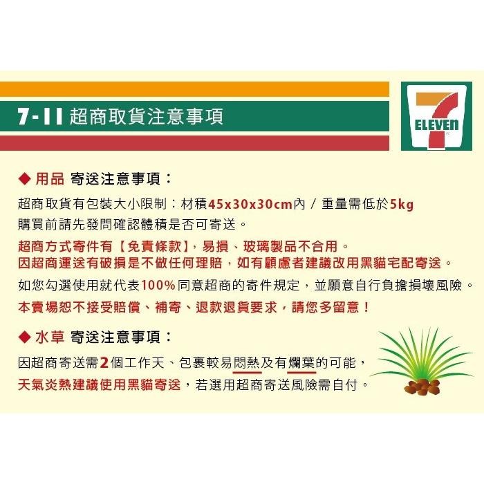 【AC草影】仙人掌（組培盒裝）【一盒】組織栽培 魚缸水草 水生植物 真水草 水族箱造景 魚缸裝飾 玻璃箱水草-細節圖6