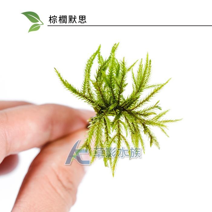 【AC草影】棕櫚默思【一株】棕梠莫斯 椰子樹默思 棕梠墨斯 陰性水草 不用CO2 兩棲造景 水草造景 苔癬造景-細節圖2