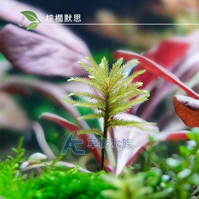 【AC草影】棕櫚默思【一株】棕梠莫斯 椰子樹默思 棕梠墨斯 陰性水草 不用CO2 兩棲造景 水草造景 苔癬造景-細節圖3