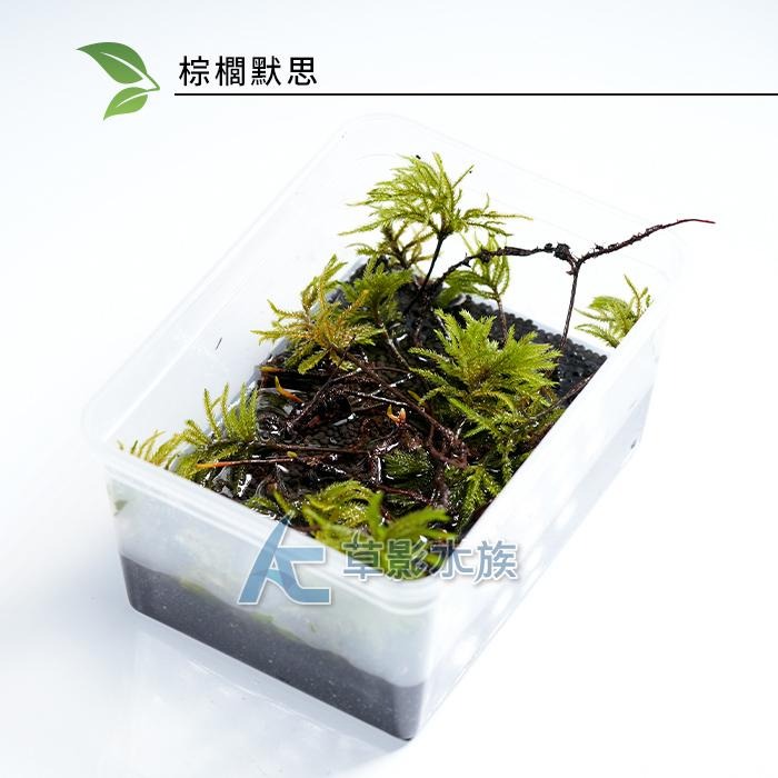 【AC草影】棕櫚默思【一株】棕梠莫斯 椰子樹默思 棕梠墨斯 陰性水草 不用CO2 兩棲造景 水草造景 苔癬造景-細節圖4