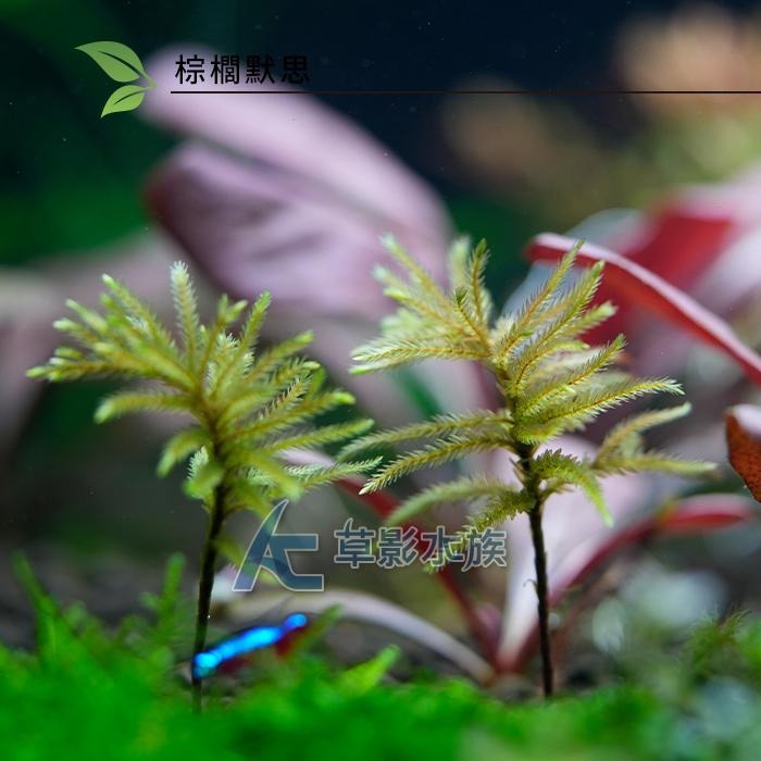 【AC草影】棕櫚默思【一株】棕梠莫斯 椰子樹默思 棕梠墨斯 陰性水草 不用CO2 兩棲造景 水草造景 苔癬造景-細節圖5