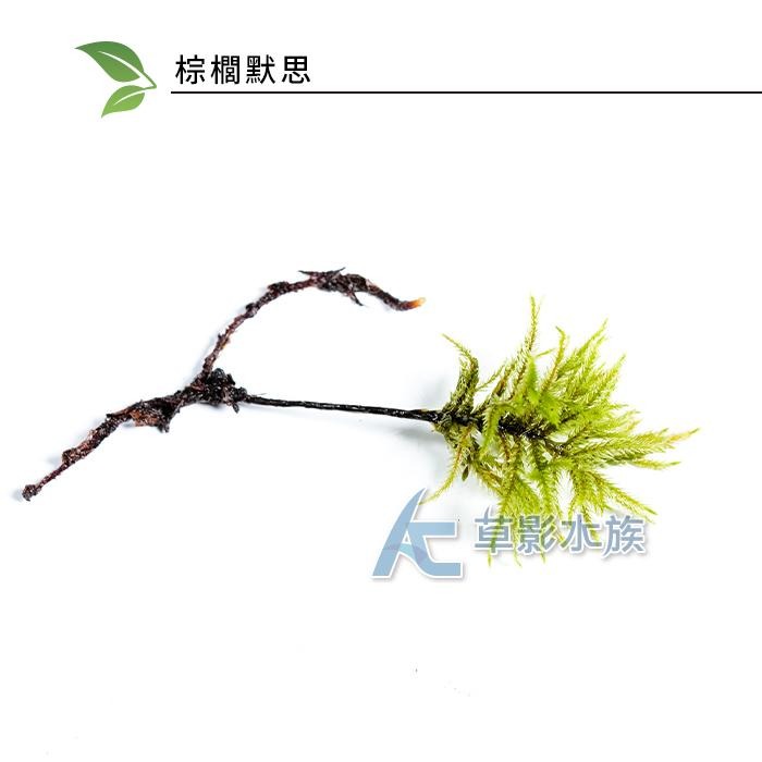 【AC草影】棕櫚默思【一株】棕梠莫斯 椰子樹默思 棕梠墨斯 陰性水草 不用CO2 兩棲造景 水草造景 苔癬造景-細節圖6