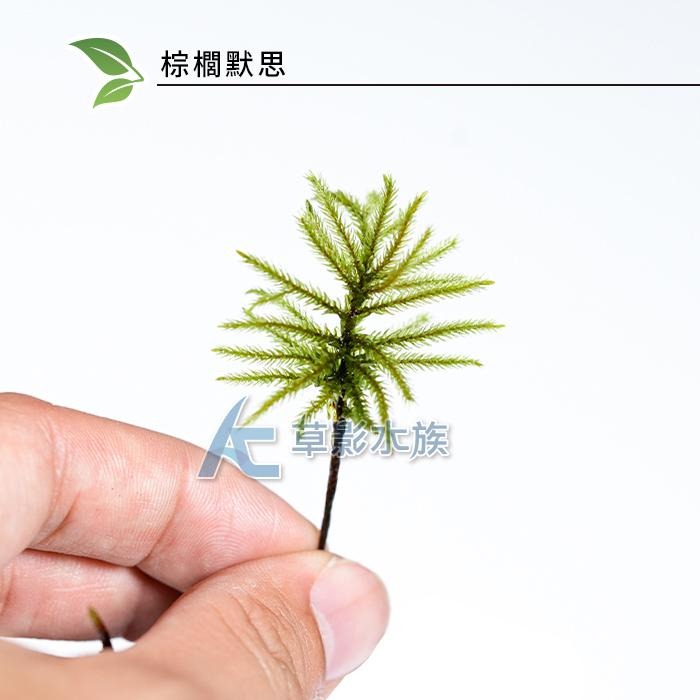 【AC草影】棕櫚默思【一株】棕梠莫斯 椰子樹默思 棕梠墨斯 陰性水草 不用CO2 兩棲造景 水草造景 苔癬造景-細節圖7