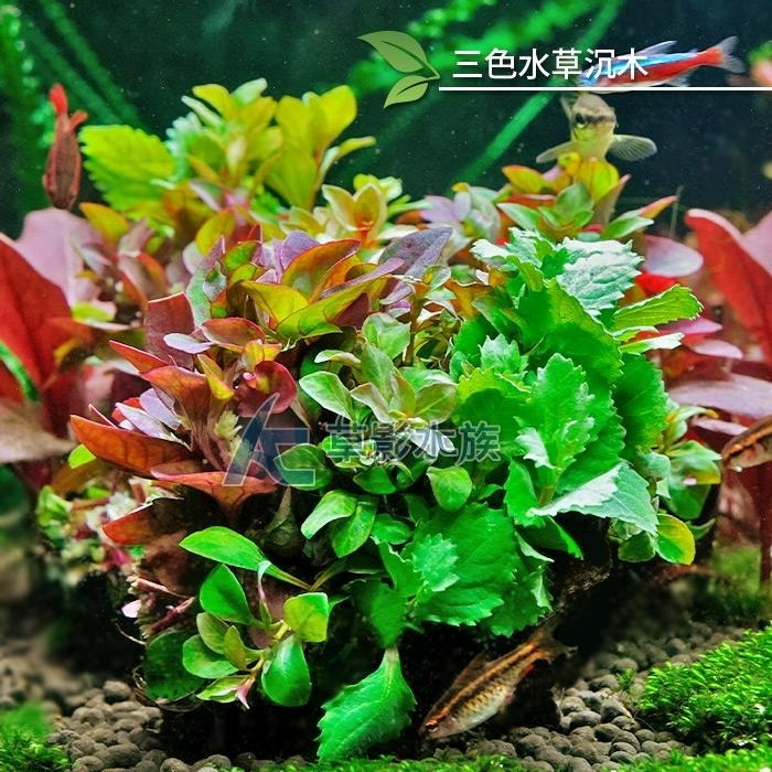 【AC草影】三彩水草沉木（水上葉）【一棵】中景水草 水族造景 陽性草 魚缸沉木 水草造景 造景用品 耐熱 不用CO2-細節圖2