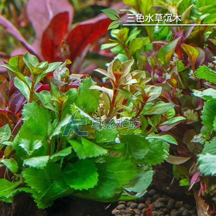 【AC草影】三彩水草沉木（水上葉）【一棵】中景水草 水族造景 陽性草 魚缸沉木 水草造景 造景用品 耐熱 不用CO2-細節圖3