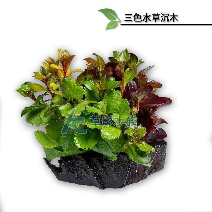 【AC草影】三彩水草沉木（水上葉）【一棵】中景水草 水族造景 陽性草 魚缸沉木 水草造景 造景用品 耐熱 不用CO2-細節圖4