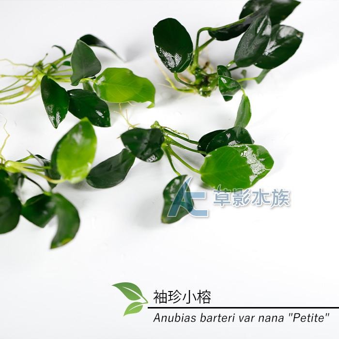 【AC草影】袖珍小榕散裝【一份】陰性水草 不用CO2 新手水草 初學者草 水草造景 造景水草 魚缸裝飾 耐熱 不用CO2-細節圖2