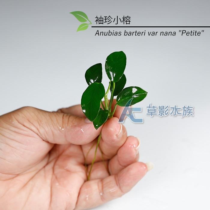 【AC草影】袖珍小榕散裝【一份】陰性水草 不用CO2 新手水草 初學者草 水草造景 造景水草 魚缸裝飾 耐熱 不用CO2-細節圖3