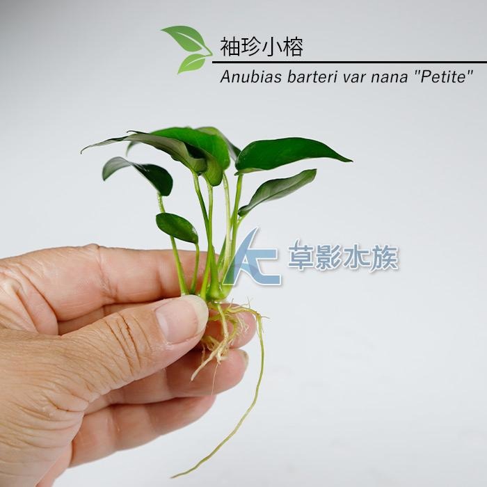 【AC草影】袖珍小榕散裝【一份】陰性水草 不用CO2 新手水草 初學者草 水草造景 造景水草 魚缸裝飾 耐熱 不用CO2-細節圖4