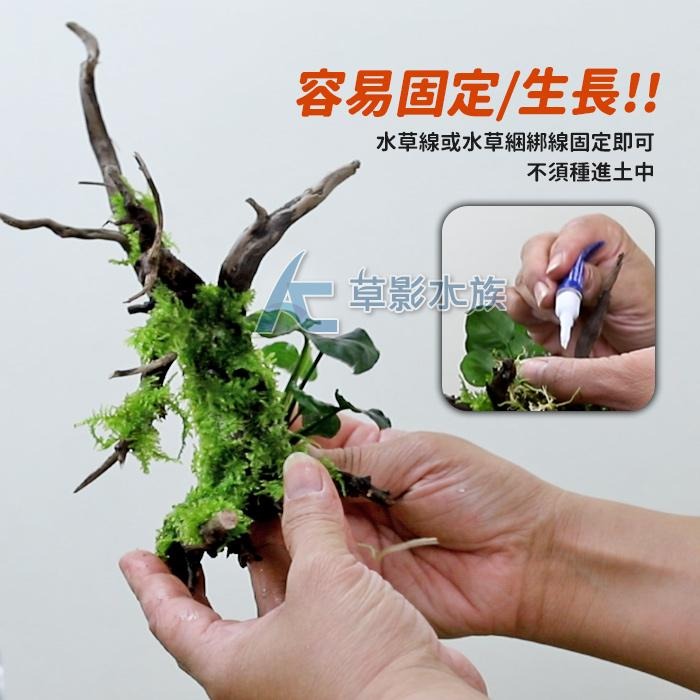 【AC草影】袖珍小榕散裝【一份】陰性水草 不用CO2 新手水草 初學者草 水草造景 造景水草 魚缸裝飾 耐熱 不用CO2-細節圖5