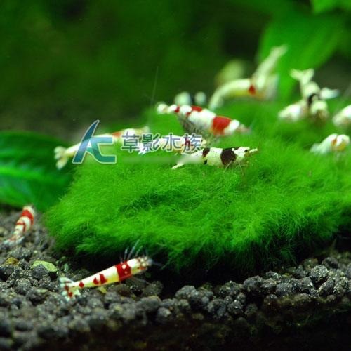 【AC草影】綠絲絨石【一顆】綠絲絨石頭 真水草 綠色水草 綠水草 紅水草 水族裝飾 魚缸造景 魚缸擺設 不用CO2-細節圖2