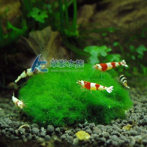 【AC草影】綠絲絨石【一顆】綠絲絨石頭 真水草 綠色水草 綠水草 紅水草 水族裝飾 魚缸造景 魚缸擺設 不用CO2-細節圖3