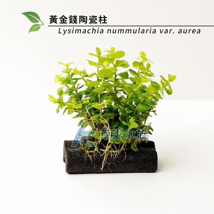 【AC草影】黃金錢陶瓷柱（水上葉）【一座】招財水草 好運水草 綠水草 水草造景 魚缸造景 造景裝飾 裝飾品 水族裝飾-細節圖2