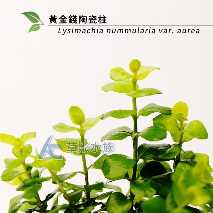 【AC草影】黃金錢陶瓷柱（水上葉）【一座】招財水草 好運水草 綠水草 水草造景 魚缸造景 造景裝飾 裝飾品 水族裝飾-細節圖3
