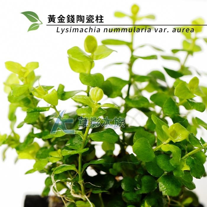 【AC草影】黃金錢陶瓷柱（水上葉）【一座】招財水草 好運水草 綠水草 水草造景 魚缸造景 造景裝飾 裝飾品 水族裝飾-細節圖4