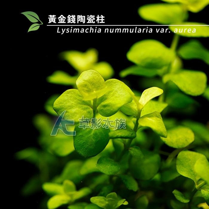【AC草影】黃金錢陶瓷柱（水上葉）【一座】招財水草 好運水草 綠水草 水草造景 魚缸造景 造景裝飾 裝飾品 水族裝飾-細節圖5