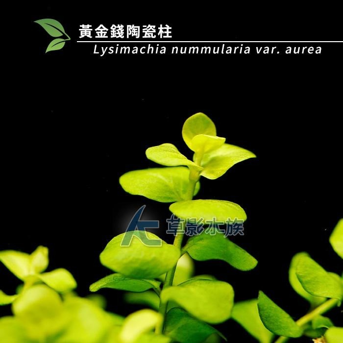 【AC草影】黃金錢陶瓷柱（水上葉）【一座】招財水草 好運水草 綠水草 水草造景 魚缸造景 造景裝飾 裝飾品 水族裝飾-細節圖6