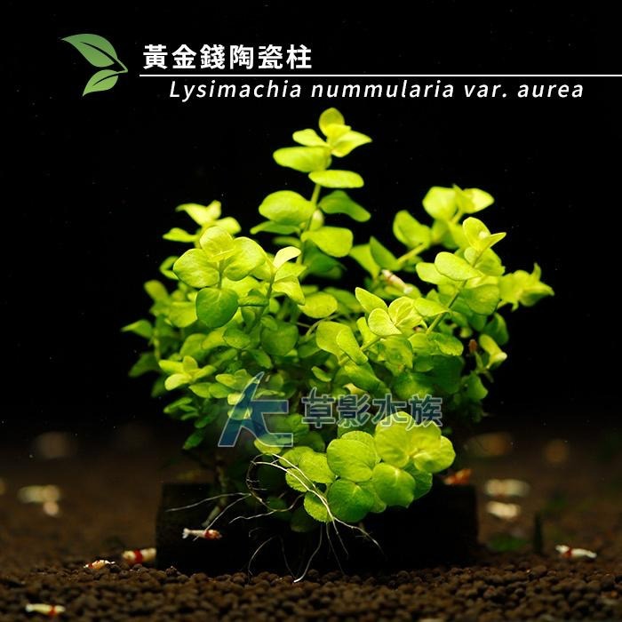 【AC草影】黃金錢陶瓷柱（水上葉）【一座】招財水草 好運水草 綠水草 水草造景 魚缸造景 造景裝飾 裝飾品 水族裝飾-細節圖7