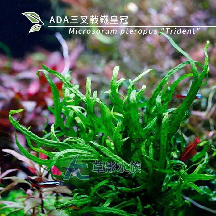 【AC草影】ADA 三叉戟鐵皇冠【一份】水族箱造景 鐵皇冠 陰性水草 中景草 真水草 魚缸造景水草 綠水草 陰性草-細節圖2