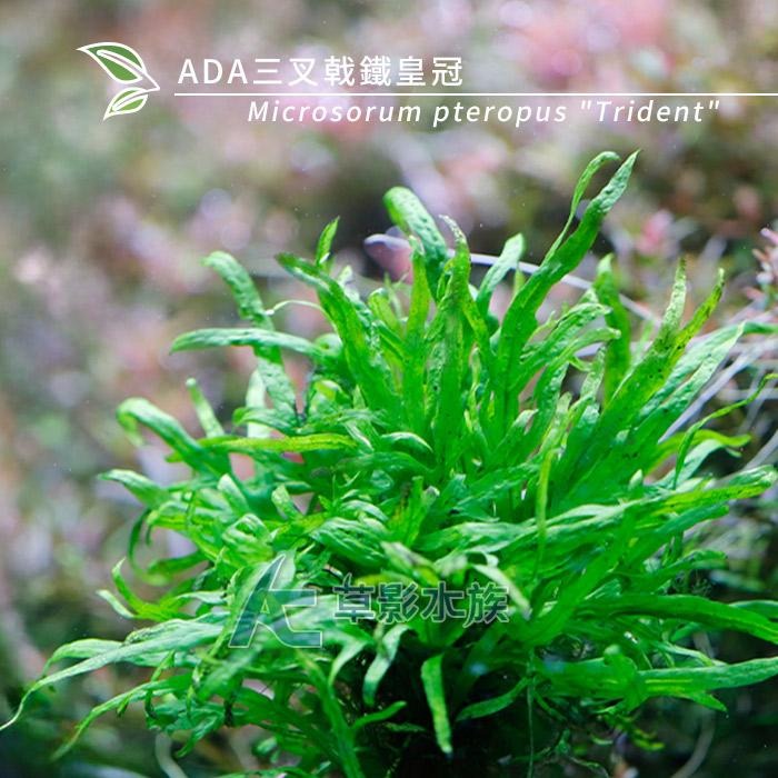 【AC草影】ADA 三叉戟鐵皇冠【一份】水族箱造景 鐵皇冠 陰性水草 中景草 真水草 魚缸造景水草 綠水草 陰性草-細節圖3