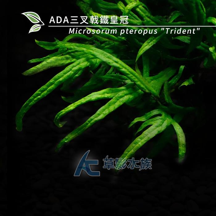 【AC草影】ADA 三叉戟鐵皇冠【一份】水族箱造景 鐵皇冠 陰性水草 中景草 真水草 魚缸造景水草 綠水草 陰性草-細節圖4