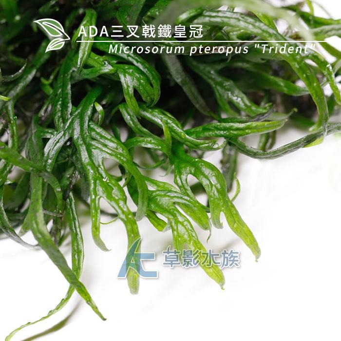 【AC草影】ADA 三叉戟鐵皇冠【一份】水族箱造景 鐵皇冠 陰性水草 中景草 真水草 魚缸造景水草 綠水草 陰性草-細節圖5