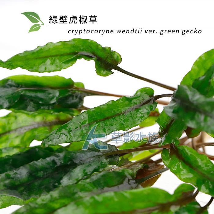 【AC草影】綠壁虎椒草【一株】椒草系列 中景草 魚缸水草 水族箱造景 水族箱裝飾 水草 水生植物 陰性草 陰性水草-細節圖2