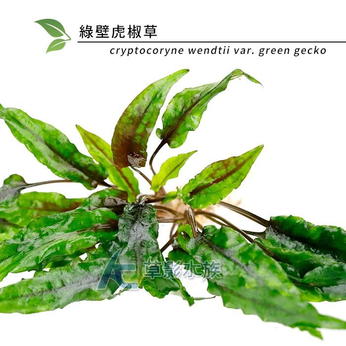 【AC草影】綠壁虎椒草【一株】椒草系列 中景草 魚缸水草 水族箱造景 水族箱裝飾 水草 水生植物 陰性草 陰性水草-細節圖3