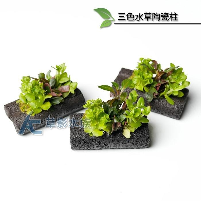 【AC草影】三色水草陶瓷柱【一座】綠水草 陽性水草 水草造景 魚缸造景 耐熱 不用CO2 水族裝飾 真水草 水生植物-細節圖2