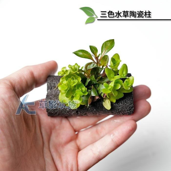 【AC草影】三色水草陶瓷柱【一座】綠水草 陽性水草 水草造景 魚缸造景 耐熱 不用CO2 水族裝飾 真水草 水生植物-細節圖3