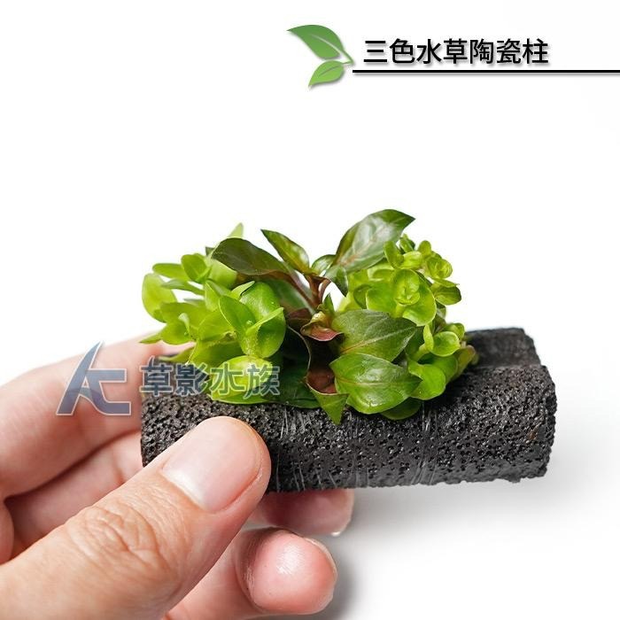 【AC草影】三色水草陶瓷柱【一座】綠水草 陽性水草 水草造景 魚缸造景 耐熱 不用CO2 水族裝飾 真水草 水生植物-細節圖4