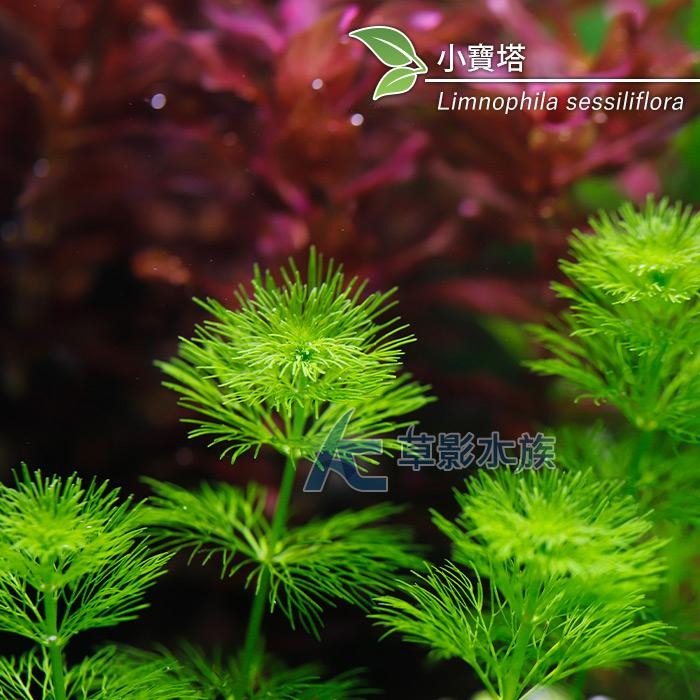 【AC草影】小寶塔【三株】陽性水草 陽性草 新手種植 新手草 水草造景 造景水草 綠水草 水族箱裝飾 魚缸擺設 水生植物-細節圖2