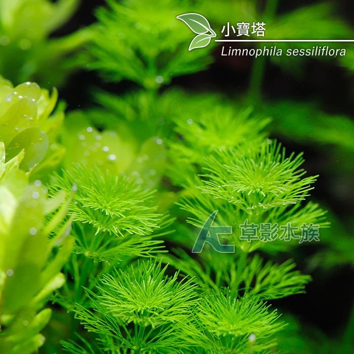 【AC草影】小寶塔【三株】陽性水草 陽性草 新手種植 新手草 水草造景 造景水草 綠水草 水族箱裝飾 魚缸擺設 水生植物-細節圖3