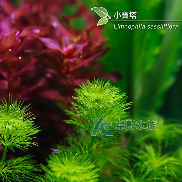 【AC草影】小寶塔【三株】陽性水草 陽性草 新手種植 新手草 水草造景 造景水草 綠水草 水族箱裝飾 魚缸擺設 水生植物-細節圖4