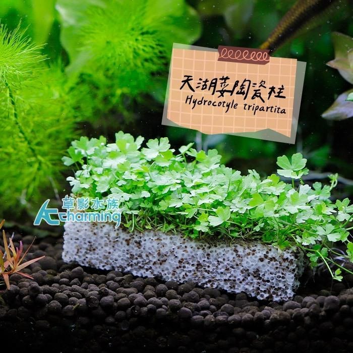 【AC草影】天湖荽陶瓷柱（水上葉）【一座】前景草 前景水草 水草造景 水生植物 兩棲造景 水族造景 不用CO2-細節圖2