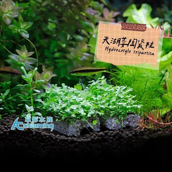 【AC草影】天湖荽陶瓷柱（水上葉）【一座】前景草 前景水草 水草造景 水生植物 兩棲造景 水族造景 不用CO2-細節圖3