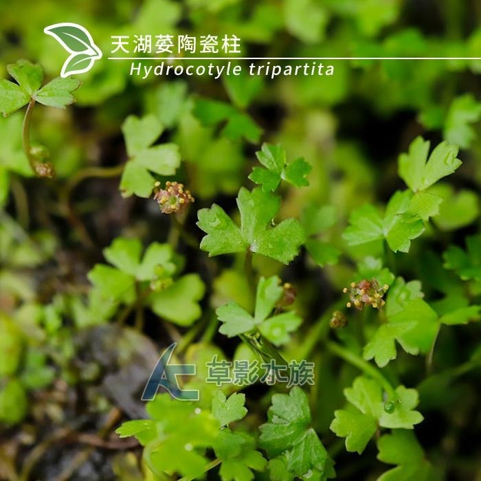 【AC草影】天湖荽陶瓷柱（水上葉）【一座】前景草 前景水草 水草造景 水生植物 兩棲造景 水族造景 不用CO2-細節圖4