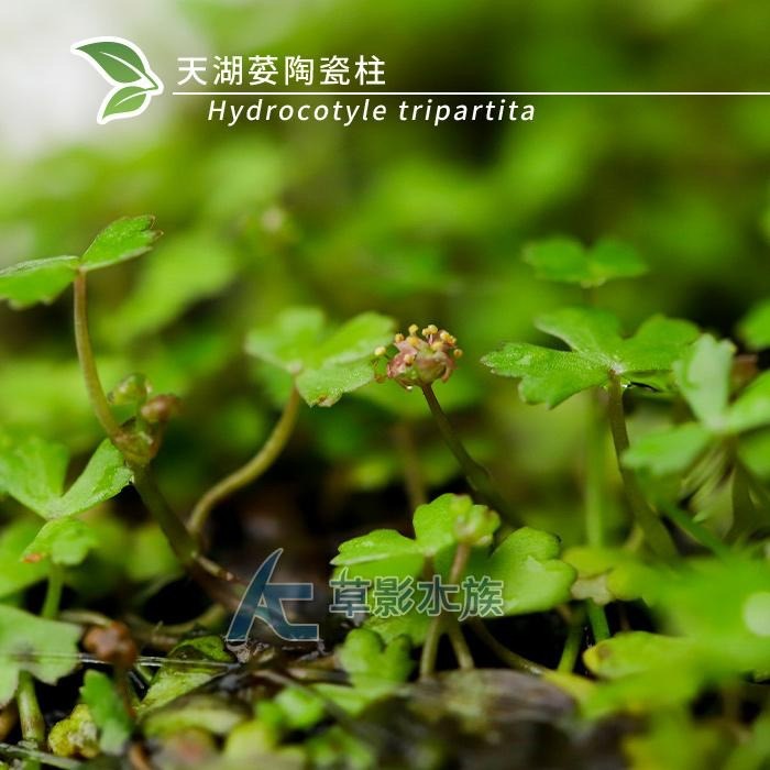 【AC草影】天湖荽陶瓷柱（水上葉）【一座】前景草 前景水草 水草造景 水生植物 兩棲造景 水族造景 不用CO2-細節圖5