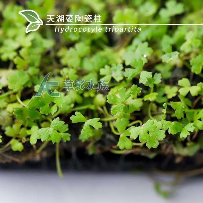 【AC草影】天湖荽陶瓷柱（水上葉）【一座】前景草 前景水草 水草造景 水生植物 兩棲造景 水族造景 不用CO2-細節圖6