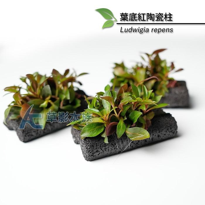 【AC草影】葉底紅陶瓷柱（水上葉）【一座】紅色水草 紅草 紅水草 魚缸水草 真水草 綠水草 水生植物 陽性草-細節圖2