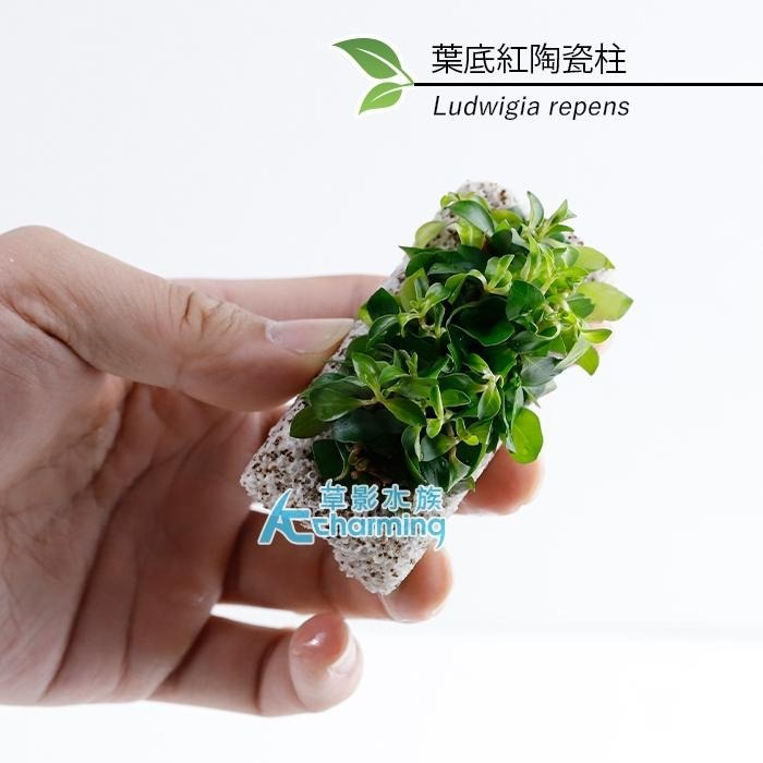 【AC草影】葉底紅陶瓷柱（水上葉）【一座】紅色水草 紅草 紅水草 魚缸水草 真水草 綠水草 水生植物 陽性草-細節圖3