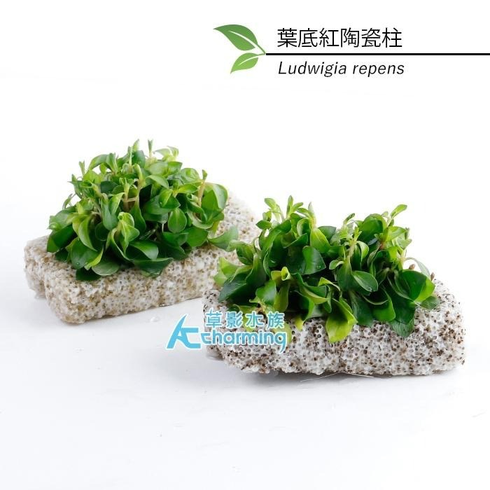 【AC草影】葉底紅陶瓷柱（水上葉）【一座】紅色水草 紅草 紅水草 魚缸水草 真水草 綠水草 水生植物 陽性草-細節圖4