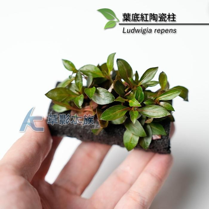 【AC草影】葉底紅陶瓷柱（水上葉）【一座】紅色水草 紅草 紅水草 魚缸水草 真水草 綠水草 水生植物 陽性草-細節圖5