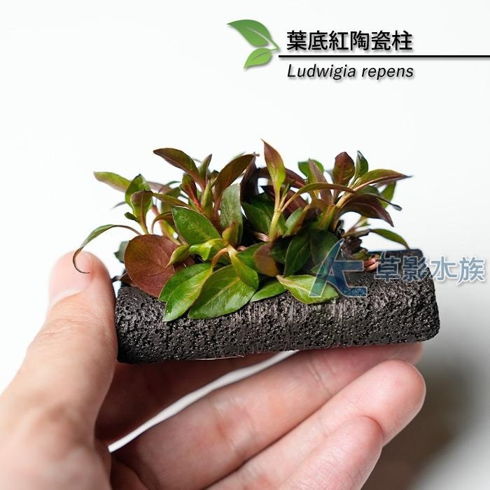 【AC草影】葉底紅陶瓷柱（水上葉）【一座】紅色水草 紅草 紅水草 魚缸水草 真水草 綠水草 水生植物 陽性草-細節圖6