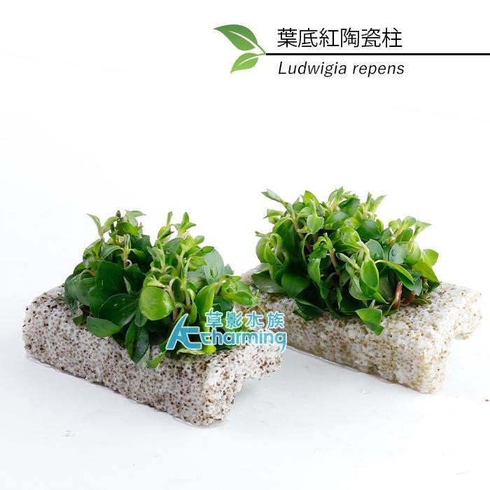 【AC草影】葉底紅陶瓷柱（水上葉）【一座】紅色水草 紅草 紅水草 魚缸水草 真水草 綠水草 水生植物 陽性草-細節圖7