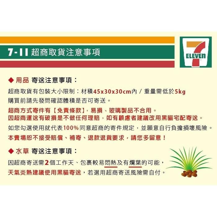 【AC草影】葉底紅陶瓷柱（水上葉）【一座】紅色水草 紅草 紅水草 魚缸水草 真水草 綠水草 水生植物 陽性草-細節圖9
