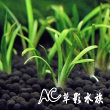 【AC草影】迷你水蘭【七株】AAA01007 水草 前景草 不用二氧化碳 水生植物 前景水草 綠水草-細節圖2